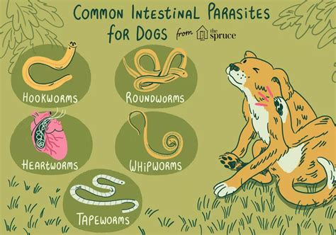 Did you know #1: Worms in Dogs - BLOG - TAME YOUR CANINE