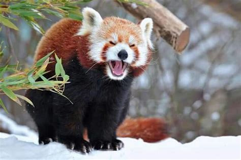 Panda vermelho! Fofo! | Animais bonitos, Pandas, Animais silvestres