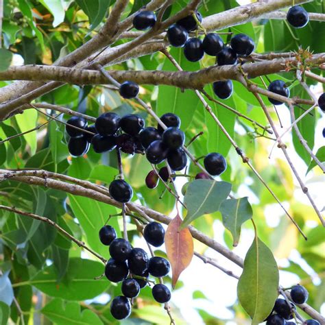 Black Plum (Syzygium cumini) | Tooth Mountain Nursery