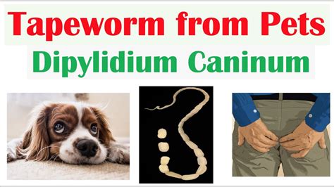 Tapeworm Infection From Pets (Dipylidiasis) Transmission,, 46% OFF