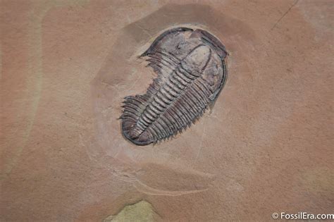 Rare Utaspis With Bite Mark, Anomalocaris? (#241) For Sale - FossilEra.com