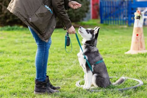 How To Train A Husky? Challenges And Tips