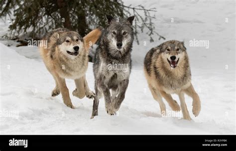 Gray Wolf or Timber Wolf, pack behavior in winter, (Captive) Canis ...