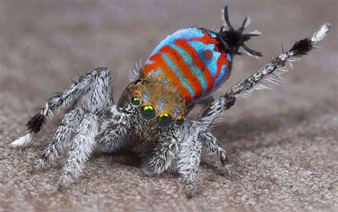 Two New Species of Peacock Spiders Discovered in Australia | Biology ...