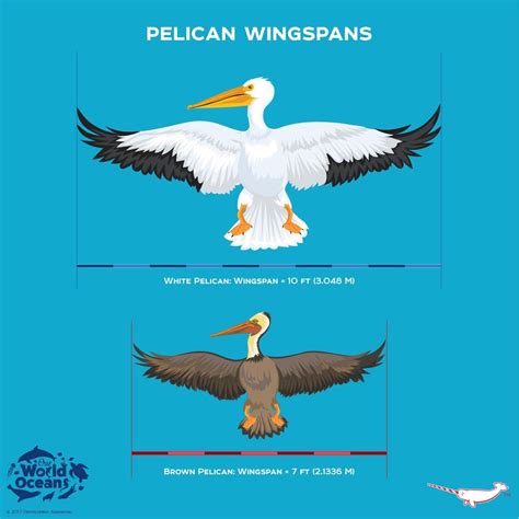 Pelican Wingspan | Fun facts about animals, Animal facts, Animal ...