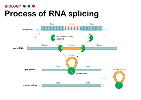 Biological diagram present process of RNA splicing for remove intron ...