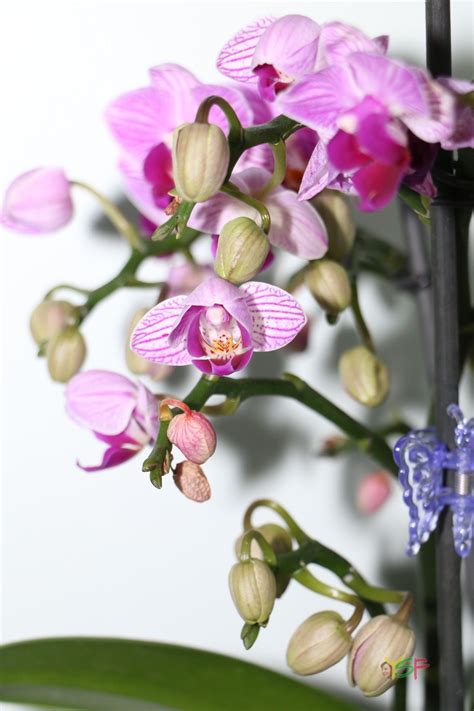 Mini Phalaenopsis Hybrid (Pink line) | Phalaenopsis, Pink, Mini