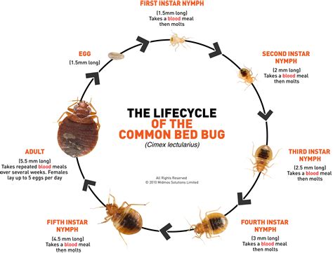 Bed Bugs — Extension Entomology