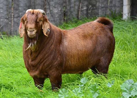 15 Best Goat Breeds for Meat - PetHelpful