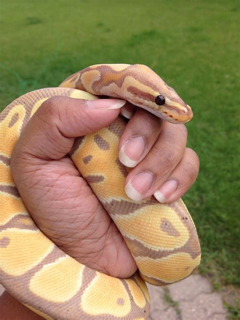 Banana ball python | Cute reptiles, Cute snake, Pet snake