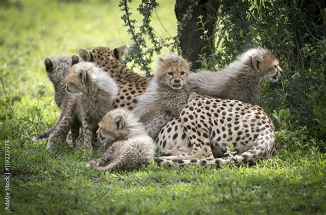 Cheetah Family Stock Photo | Adobe Stock