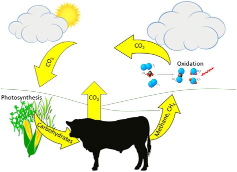 Rotz | Environmental Sustainability of Livestock Production | Meat and ...