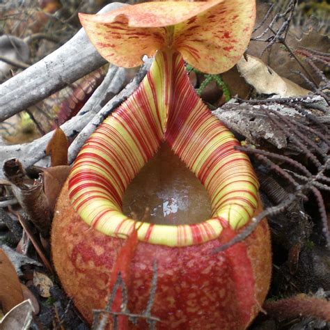 Nepenthes Peltata Seeds – Nepseeds