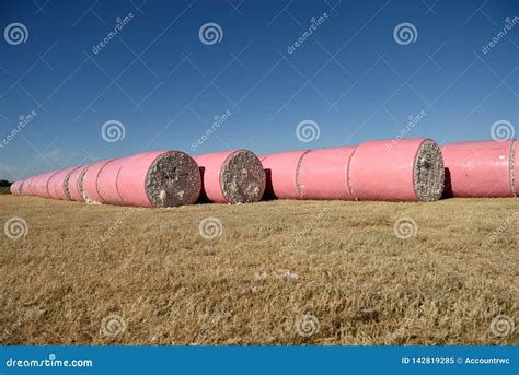 Several Freshly Harvested Round Bales of Raw White Cotton Stock Image ...