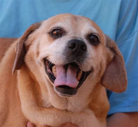 Candy is an angelic Puggle (Pug & Beagle mix) with a gentle and jolly ...