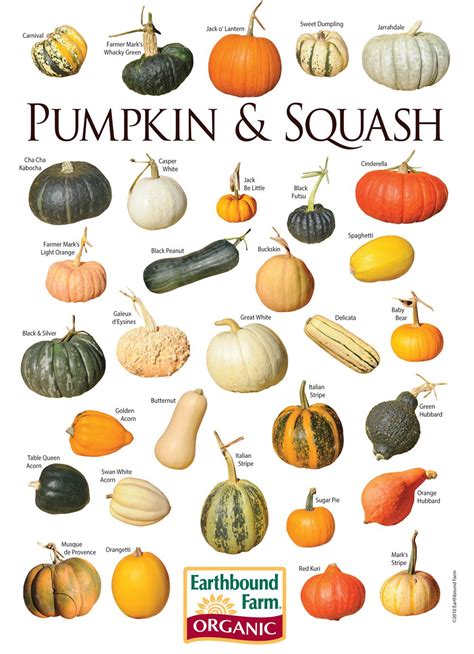 different types of squash - Google Search | Squash varieties, Pumpkin ...