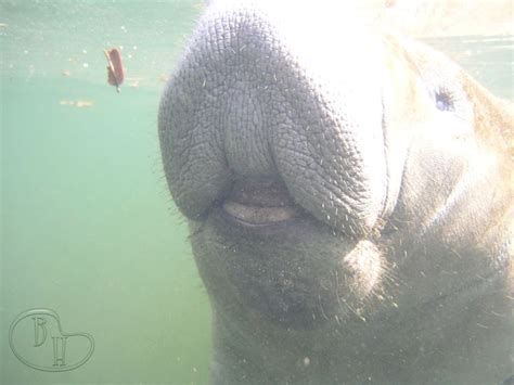 Manatee | Manatee pictures, Manatee, Elephant