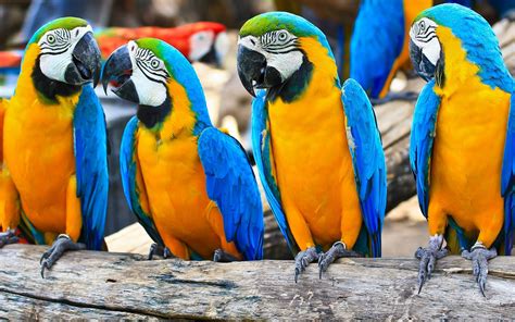 Wallpaper : 1920x1200 px, birds, Brazil, Caninde, parrots, wallpaper ...