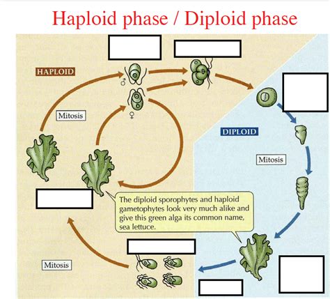 Ppt Life Cycle Summary Diploid Life Cycle Haploid Life Cycle | The Best ...