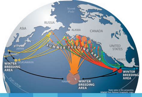 Gigantic Journeys: Humpback and Gray Whale Migration | KQED