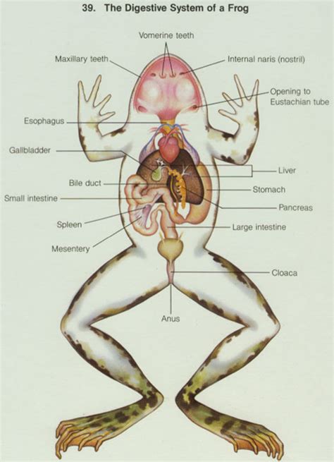 Frog and Human Anatomy Comparison - Ms. Pearrow's 7th Grade Science