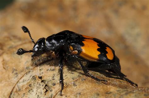 How to identify carrion beetles - Discover Wildlife