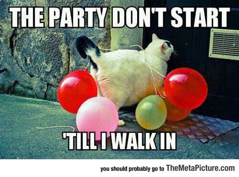 Party Cat Is Here