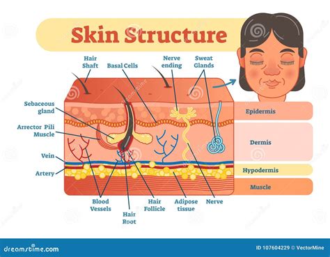 The Skin Structure Diagram