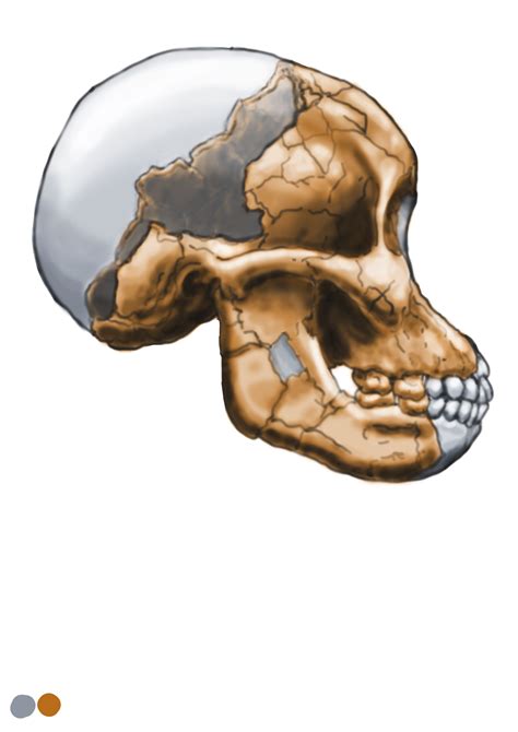 Australopithecus afarensis AL-333-105 skull reconstruction by Olaru ...