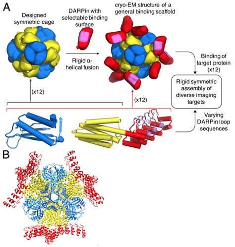 Protein Engineering and Structure Determination | Oxford Protein ...