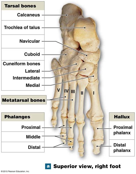 Pin on Anatomy and physiology diagrams