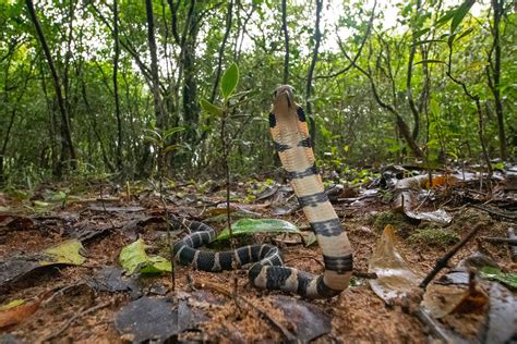 King Cobra Habitat Map