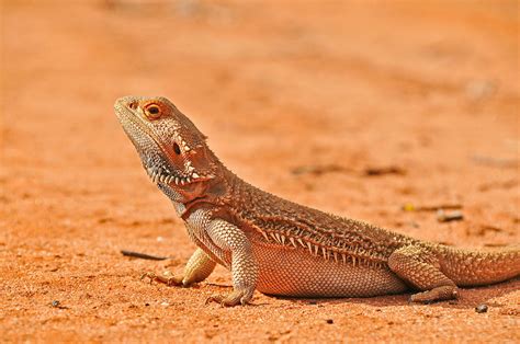 Australian Desert Animals in the Simpson Desert - The Wildlife Diaries