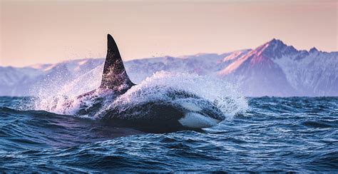 720P free download | Killer whale, Sea, Orca, Ocean, Norway, HD ...