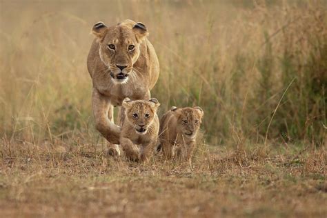 Lioness With Cubs by Santanu Nandy