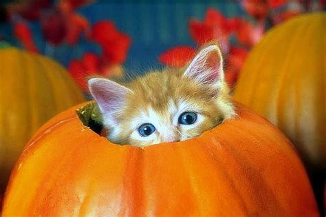 ..Kitten in Pumpkin.., fall, pretty, autumn, holidays, halloween ...