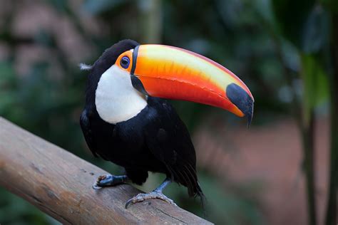 Toco Toucan Facts, Habitat, Diet, Life Cycle, Baby, Pictures