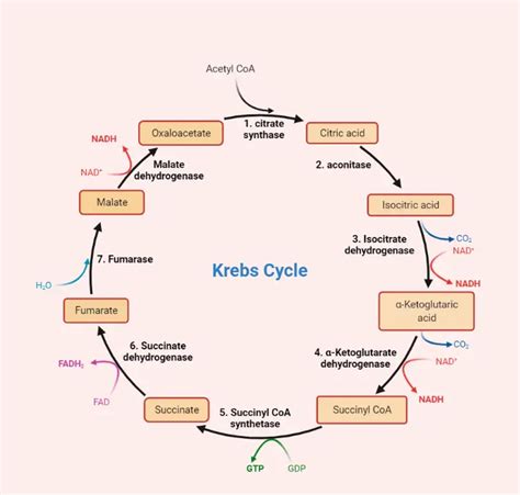 Citric Acid Cycle