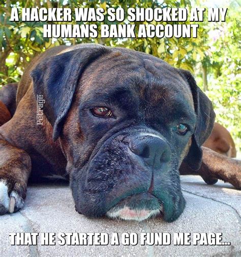 petrage.net - The sarcastic boxer dog Monday morning meme...