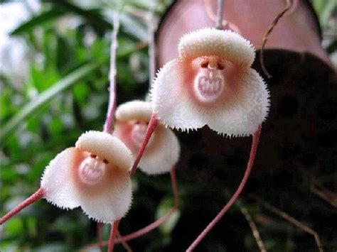 This is a monkey orchid flower. The arrangement of column petals and ...