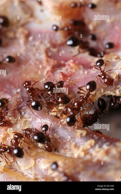 Meat ants hi-res stock photography and images - Alamy