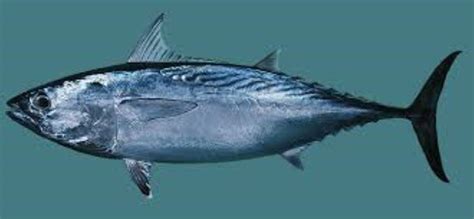 Slender Tuna Information and Picture | Sea Animals