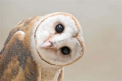 Animal behaviour: Barn owls make mental maps like humans do | New Scientist