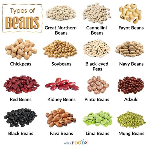 15 Different Types of Beans with Pictures | Types of beans, Beans, Bean ...