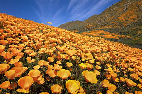 California Wildflowers In Bloom: NASA Publishes Satellite View | FREEYORK