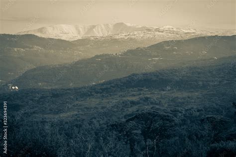 The mountains of Lebanon were once shaded by thick cedar forests and ...