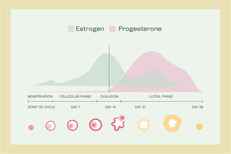 Strength periodization for women. - W4Y