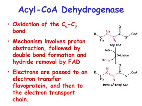 PPT - Fatty acid Catabolism ( b -oxidation) PowerPoint Presentation ...