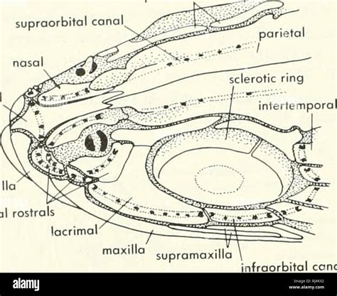 Otic capsule hi-res stock photography and images - Alamy