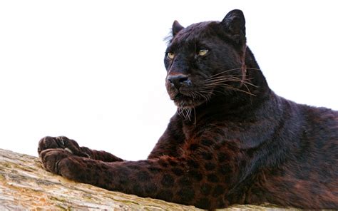 The Black Panther | Londolozi Blog